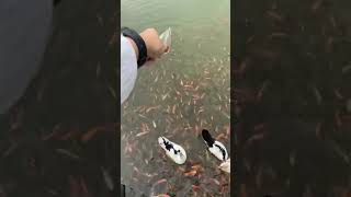 Ikan dan Bebek berebut makanan🤭🐠🦆 #shortvideo #viral #duck #fish #aviary