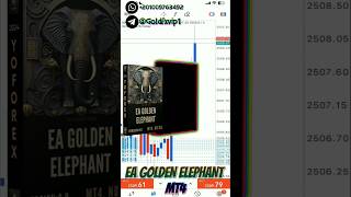 EA GOLDEN ELEPHANT MT4 Automated Forex Robot FREE DOWNLOAD الاكسبرت الأكثر ربحا في الفوركس