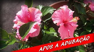 Pé de Hibisco após a adubação começa florescer - PÉ DE HIBISCO COM FLOR