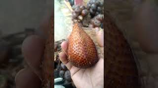 Salak Pondoh di awal tahun semoga barokah #shorts