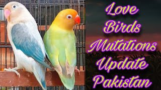 African Love Birds Mutations Price | Love Birds Prices 2022 | EP 20