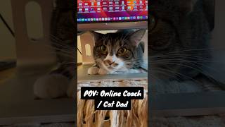 POV: Online Coach / Cat Dad 🐱 #cat #entrepreneurship