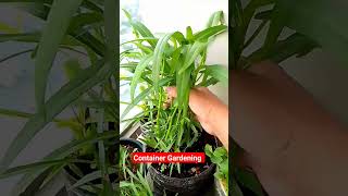 CONTAINER GARDENING