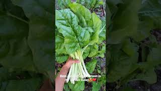 Best ever harvest of leafy greens in the garden