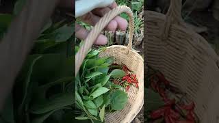 How To Plant Indonesian Basils | Tanam Kemangi Dari Benih