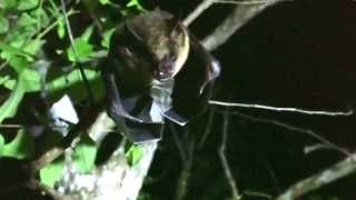 Sturnira lilium (Little Yellow-shouldered Bat)