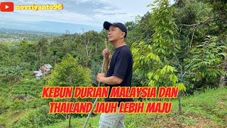 KEBUN DURIAN MALAYSIA DAN THAILAND LEBIH MAJU #musangking #bawor