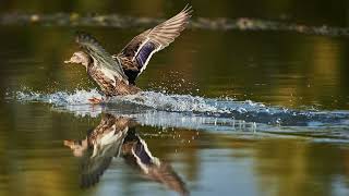 The Untamed Beauty of River Jiu: A Wildlife Photographer's Dream