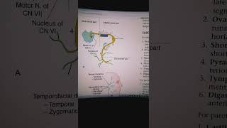 facial nerve part 9