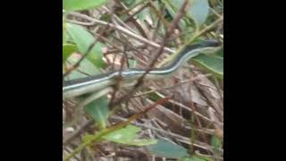 Ribbon Snake