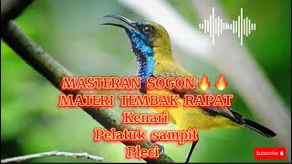 Masteran sogon / Sogok ontong Materi mewah full tembakan tajam🔥🔥#masteransogon #sogontrotol #sogon