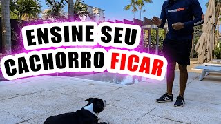 Como ensinar o cachorro FICAR