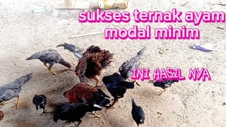 GAK PERLU MODAL GEDE "ternak ayam Kampung"