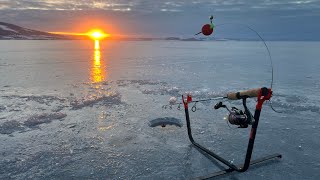 Isfiske på Mjøsa med gode venner!