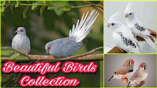 Birds Farming In Pakistan 2022 | Birds Business 2022 | Khan Birds Collection EP 14