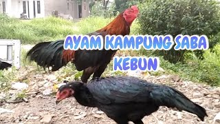 Ayam bangkok saba kebun