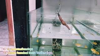 Kemunculan siput aneh di aquarium ikan hias