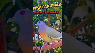 burung cantik dan mudah di jinak kan‼️ punai daun🏜🏜