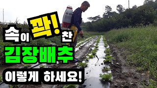 속이 꽉 찬 김장배추 이렇게 하세요! 김장배추 김장배추추비 김장배추재배 친환경농약만들기 친환경농약 친환경농업 김장배추영양제  천연비료살충제만들기  천연액비만들기 천연살충제만들기