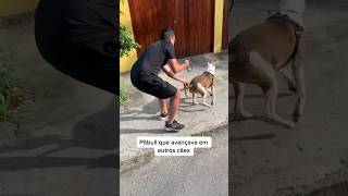 Vocês conhecem cães que avançam em outros cães atrás do portão? #adestramento #pitbull #shorts