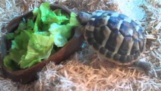 jack  my hermens tortoise