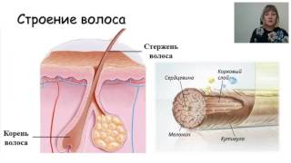 Тренер по уходу за волосами