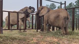 The Elephant Sanctuary | Nosey Meets Sukari and Tange