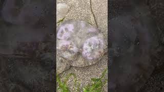 Found This While Walking at the Beach #jellyfish #beachwalk #shortvideo