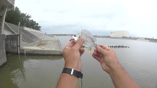 ライトフィッシングキビレ(キチヌ)釣り