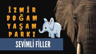 SEVİMLİ FİLLER | HAYVANAT BAHÇESİ | İZMİR | SASALI | DOĞAL YAŞAM PARKI |