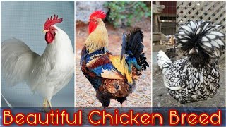 Most Beautiful Chicken Breeds in the World | Best fancy chicken Breeds | Khan Birds Collection