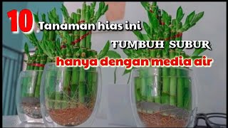 10 Tanaman Hias Media Air || tidak perlu tanah bisa tumbuh subur