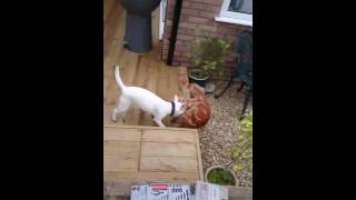 Cat gets WWE speared by dog