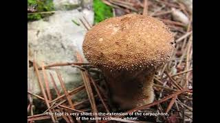 Lycoperdon foetidum. Champimaginatis. English Text.