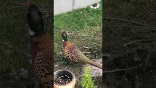 Pheasant in garden