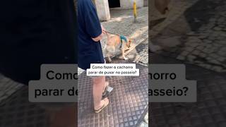 Seu cachorro puxa muito no passeio? #caioadestrador #adestramento #cachorro #cao #adestrar #shorts