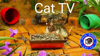 Cat & Dog TV | Mouse Family Live Happily With Piano, Romantic | Paul Bardor