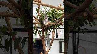 Koala garuk garuk gatel kali ya..! #shorts #shortvideo #shortsfeed #animals