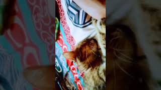 Cute kitten sleep #Shorts compilation