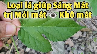 Bài thuốc trị Khô mắt 👁 mỏi mắt, giảm thị lực Mắt. PHAN HẢI Vlog