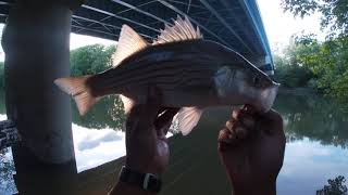 First striper of the year (I know it's little but still fun)5-14-21