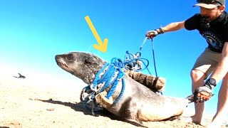 Heroic Rescues: Protecting Seals and Sea Lions from Marine Hazards