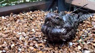 Common Nighthawks Wild Bird Rehabilitation