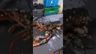 Cleaning Barnacles Off a Lobster's Shell #shorts