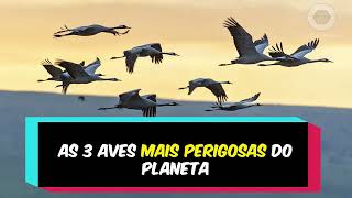 As 3 Aves mais perigosas do mundo #capcut #fatos #curiosidades #adobepremierepro #aves