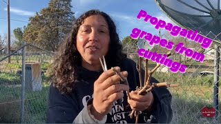 How to Propagate Grapes ￼From Cuttings (Full Version)