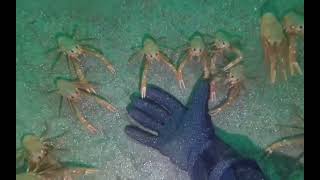 POV: While you're diving down with a sad feeling, you come across this 😍🦀