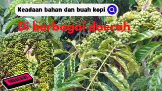 keadaan bahan dan buah kopi tahun 2022 di berbagai daerah