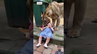 #lion #tiger #animals #lionking #zoo #funny #maasherowalidurgamaa #comedyfilms