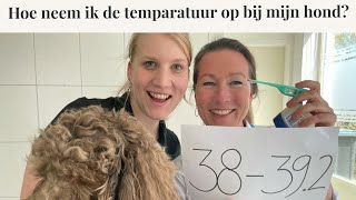 Hoe neem ik de temperatuur op bij mijn hond? | Instructievideo